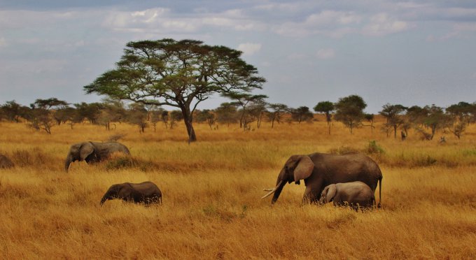 Safari w Tanzanii 